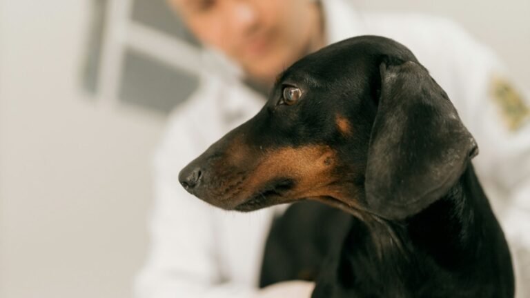 Dog on an exam table with a veterinary professional